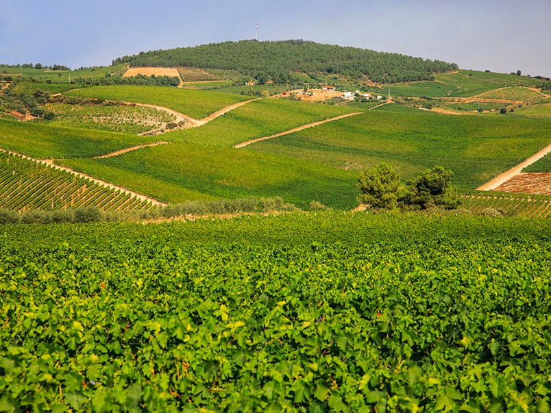 Vineyards at Quinta da Avessada in Favaios, Portugal
